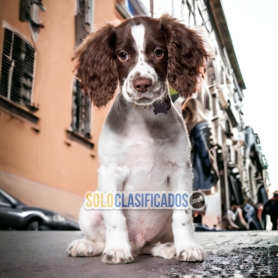 SPRINGER SPANIEL       IT WILL BE YOUR COMPANION AND BEST COMPANY... 