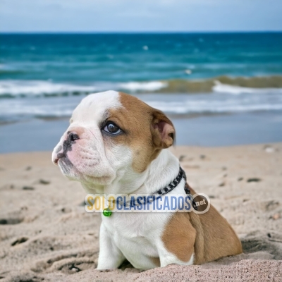 Lindos Bulldog Ingles Normal Bellos Cachorros... 