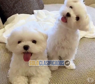 Adorable perro maltese teacup bebe al mejor precio de venta Whats... 