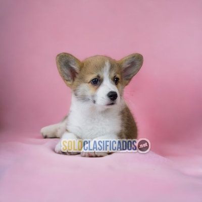 LINDO CACHORRO  CORGI  DE PEMBROKE PARA SU HOGAR... 