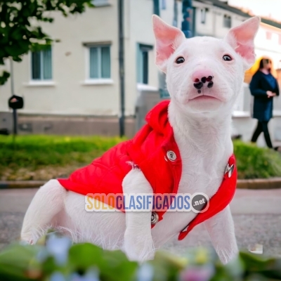 BULL TERRIER ilinois... 