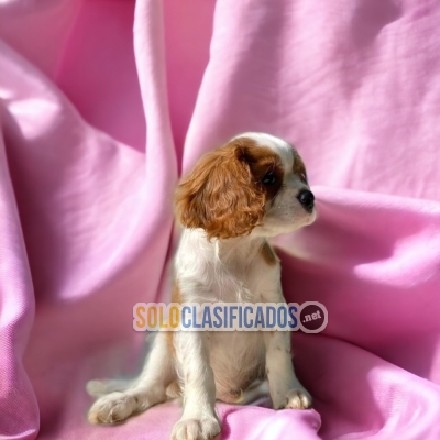 Cute and Adorable Cavalier King Charles Spaniel puppies... 