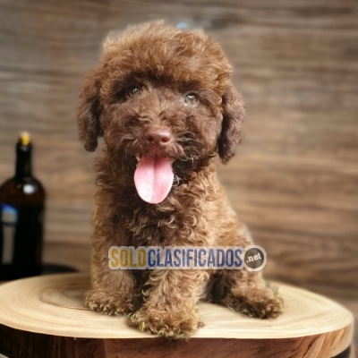 Cachorro French Poodle Chocolate... 