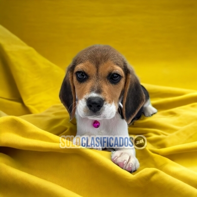 BEAUTIFUL PUPPIES BEAGLE HARRIER... 