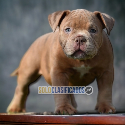 6ADORABLE AMERICAN BULLY M... 