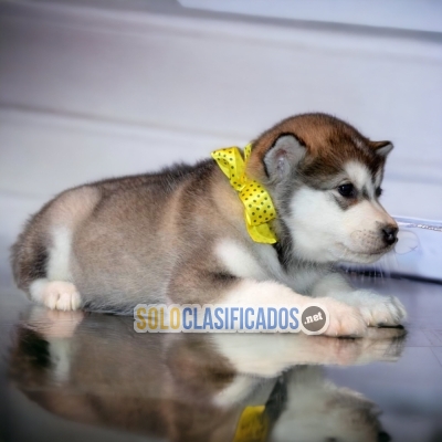 ALASKAN MALAMUTE PUPPIES... 