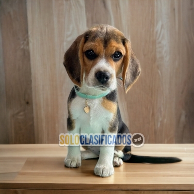 Beagle Pocket Americano lovely Puppies... 