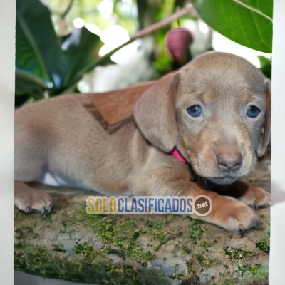 DACHSHUND BLUE                IT WILL BE YOUR BEST COMPANY FROM N... 