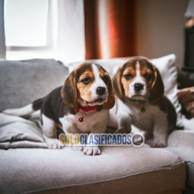Beautiful puppies available American BEAGLE POKET with the best m... 