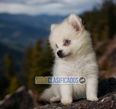 Malamute de Alaska Preciosos y Adorables Cachorros... 