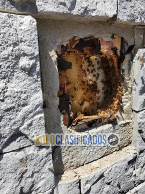 Solo Clasificados - Henrys     Bees     Removal      Service - imagen: 8