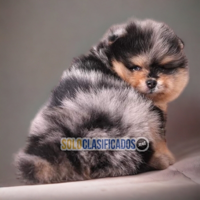 Amazing Pomeranian Cutie Puppies Just the one for you... 