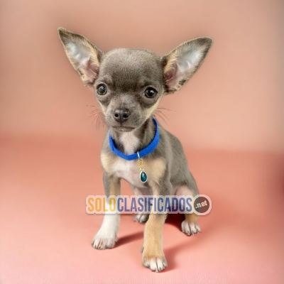 BEAUTIFUL PUPPIES CHIHUAHUA CABEZA DE MANZANA... 