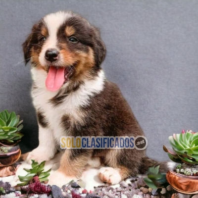 Border Collie Exotico Lindos Cachorros Para su Familia... 