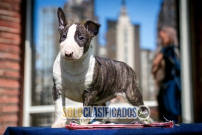 Bull Terrier Agradables Cachorros... 