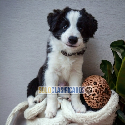 BORDER COLLIE NORMAL        IT WILL BE YOUR COMPANION AND BEST CO... 