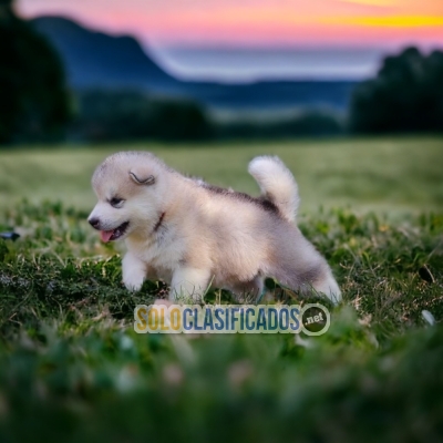 No sabes que adquirir?? ALASKAN MALAMUTE tu mejor opción... 