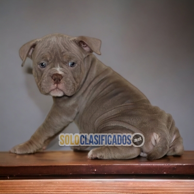 1ADORABLE AMERICAN BULLY M... 