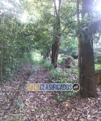 Solo Clasificados - Fincas En Venta Monte Plata!! (Republica Dominicana) - imagen: 2