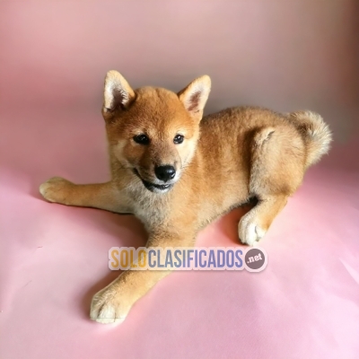 Akita Inu Japones / Akita Inu Japones Available... 