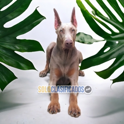 PERROS DOBERMAN GRANDE BLUE DISPONIBLE... 