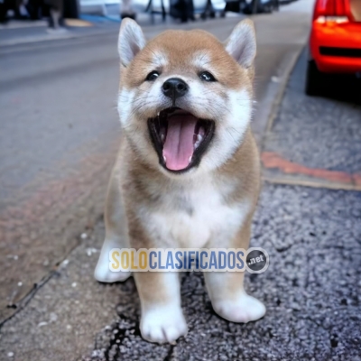 2HAIRY AKITA INU JAPONÉS... 