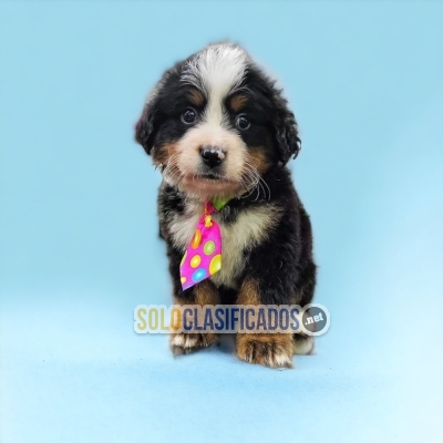 Beautiful puppies available: BERNESE MOUNTAIN DOG... 