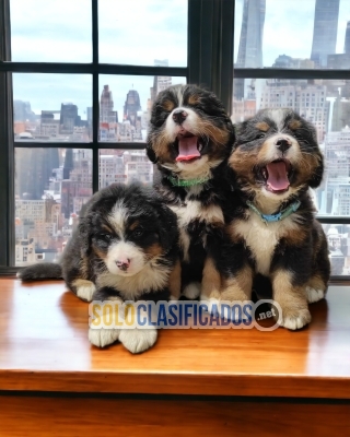 Bernese Mountain Dog Fine Puppies... 