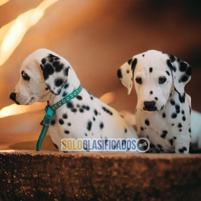 Dalmata Encantadores Cachorros Para Tu Hogar... 