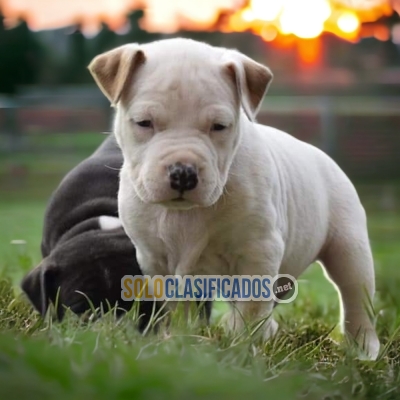 Stafford Americano Grandiosos Cachorros... 