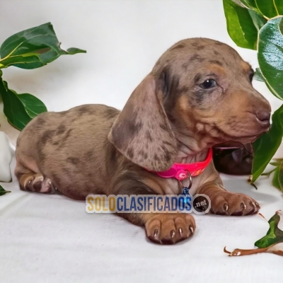 3ADORABLE DACHHUND ARLEQUÍN... 