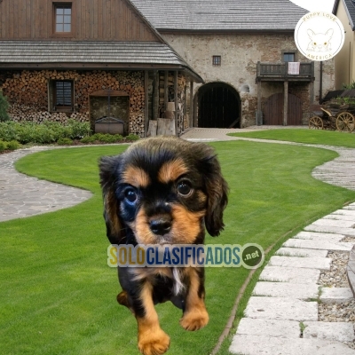 Cavalier   King   Charlers   Spaniel... 