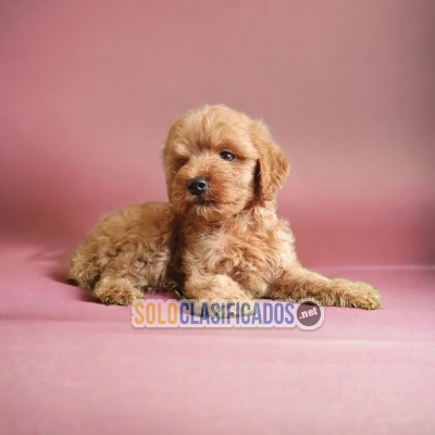 HERMOSOS FRENCH POODLE ALBARICOQUE... 