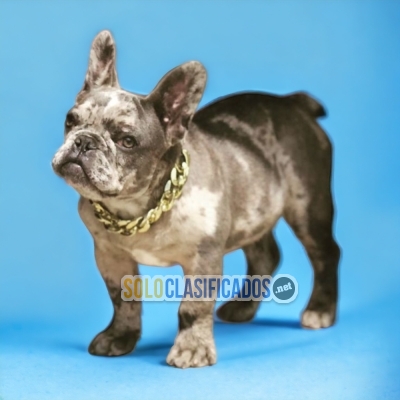 French Exotic Bulldog Cute and Wonderful Puppies... 