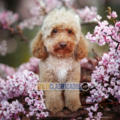 French Poodle Normal Beautiful Puppies Just For You... 