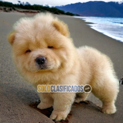 Chow Chow Fine and Pretty Puppies... 