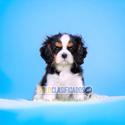 CAVALIER KING CAVALIER KING dog certificate of purity of breed... 