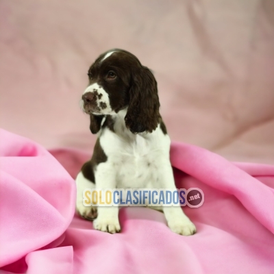 PUPPY ENTERS SPRINGER SPANIEL... 