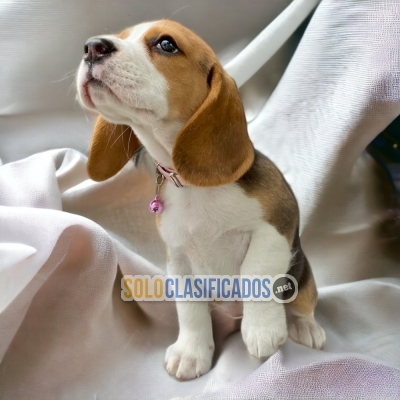 AMERICAN BEAGLE POKET DOGS AVAILABLE... 