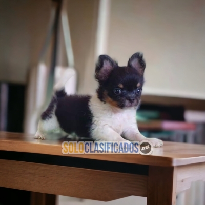 CUTE PUPPY AVAILABLE CHIHUAHUAPELOLARGO ( buy it now!)... 
