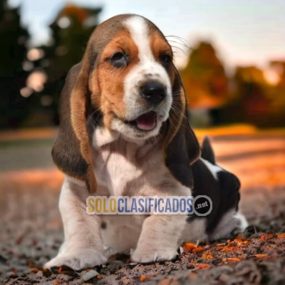 LINDO CACHORRITO BASSET HOUND DISPONIBLE AQUI... 