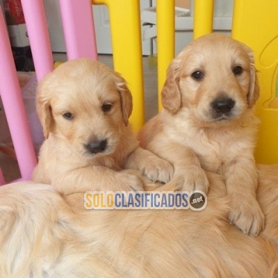 Cachorros goldendoodle machos y hembras a buen precio en venta  W... 