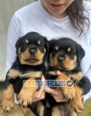 Solo Clasificados - Cachorros rottweiler rechonchos(+34603172403) - imagen: 2