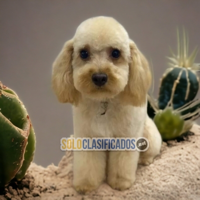 SWEET PUPPIES FRENCH POODLE NORMAL... 
