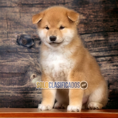 2ADORABLE AKITA INU JAPONÉS... 