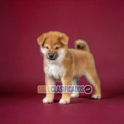 AKITA INU JAPONES AVAILABLE HERE... 
