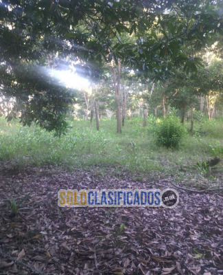 Solo Clasificados - Fincas En Venta Monte Plata!! (Republica Dominicana) - imagen: 3