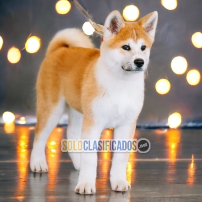 BELLOS CACHORROS AKITA INU JAPONES... 