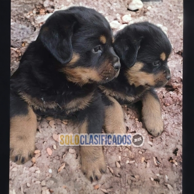 ROTTWEILER NC... 