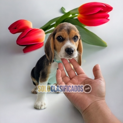 Little BEAGLE POKET for family... 